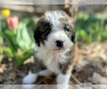 Small Photo #4 Bordoodle Puppy For Sale in GUTHRIE, OK, USA