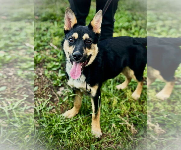 Medium Photo #3 German Shepherd Dog-Unknown Mix Puppy For Sale in Holly Hill, SC, USA