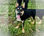 Small #2 German Shepherd Dog Mix