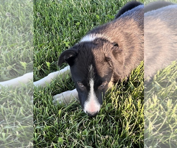 Medium Photo #2 Border Collie Puppy For Sale in VALLEY, WA, USA