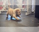Puppy Champ Golden Retriever
