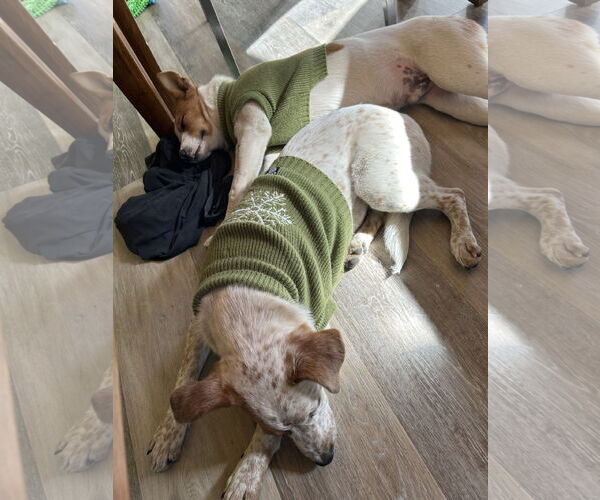 Medium Photo #3 Mutt Puppy For Sale in Estherville, IA, USA