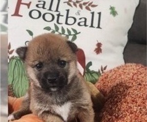 Shiba Inu Puppy for Sale in BEDFORD, Indiana USA