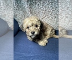 Small Photo #10 Maltipoo Puppy For Sale in ELKTON, KY, USA