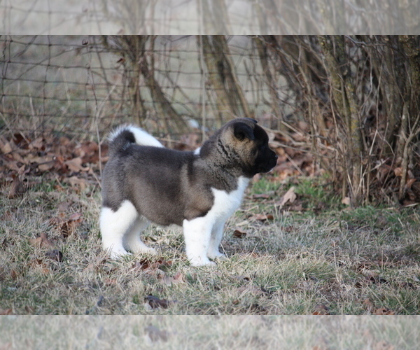 Medium Photo #2 Akita Puppy For Sale in STRAFFORD, MO, USA