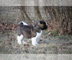 Small Photo #2 Akita Puppy For Sale in STRAFFORD, MO, USA