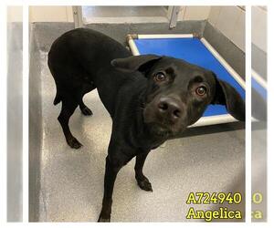 Labrador Retriever-Unknown Mix Dogs for adoption in San Antonio, TX, USA