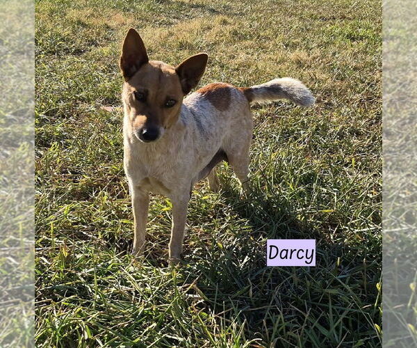 Medium Photo #1 Mutt Puppy For Sale in Brewster, NY, USA