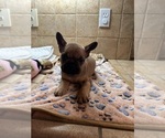 Small Photo #19 American Bullnese-French Bulldog Mix Puppy For Sale in DISCOVERY BAY, CA, USA