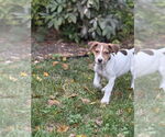 Small #4 Borador