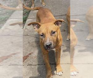 Boxer-Unknown Mix Dogs for adoption in San Antonio, TX, USA