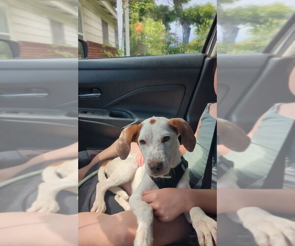 Medium Photo #3 Mutt Puppy For Sale in Boston, MA, USA