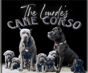 Cane Corso Puppy for sale in SILVERHILL, AL, USA