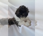 Puppy 3 Shih Tzu