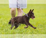 Small #3 Mutt