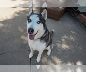 - Mix Dogs for adoption in Newport Beach, CA, USA