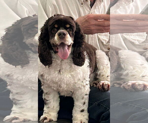 Medium Photo #1 Cocker Spaniel Puppy For Sale in Westwood, NJ, USA