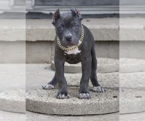 American Bully Puppy for sale in CHAMPAIGN, IL, USA