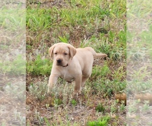 Labrador Retriever Puppy for sale in NEWTON GROVE, NC, USA