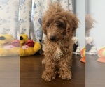 Havapoo puppies - Male Havapoo Puppy for Sale - Photo #22
