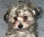 Small Photo #18 Maltipoo (Miniature) Puppy For Sale in PALMDALE, CA, USA