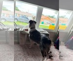 Small Photo #7 Australian Shepherd Puppy For Sale in Cape May, NJ, USA
