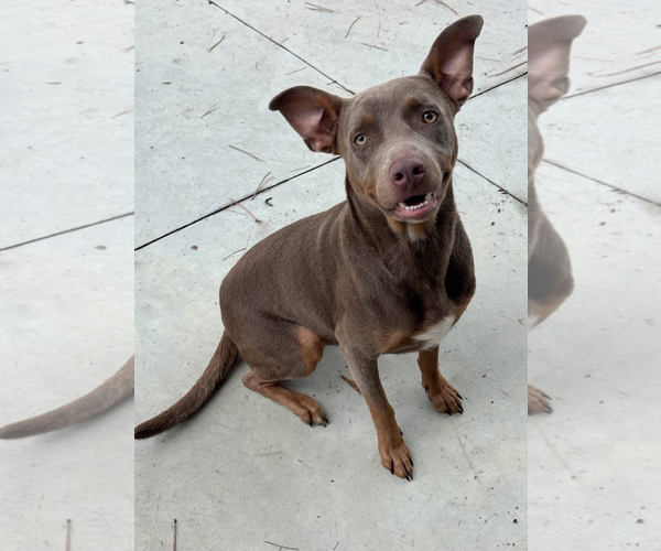Medium Photo #1 Doberman Pinscher-Unknown Mix Puppy For Sale in Oakhurst, NJ, USA