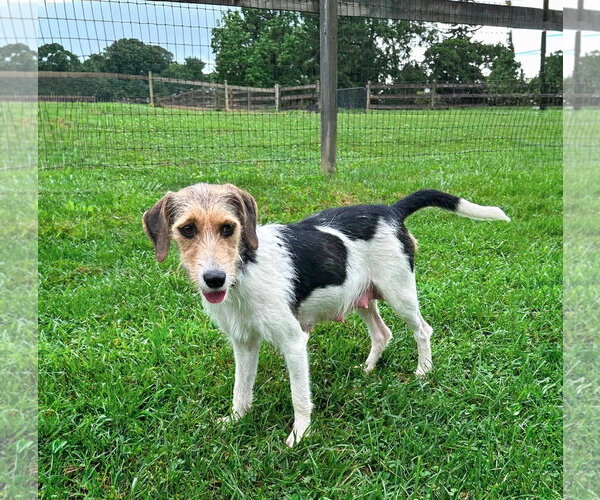 Medium Photo #2 Mutt Puppy For Sale in Unionville, PA, USA