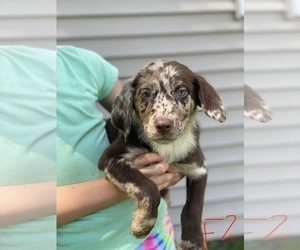 Sheprador Puppy for Sale in BERNARD, Iowa USA