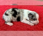 Small #5 Australian Shepherd