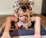 Small #31 Rhodesian Ridgeback