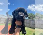 Small Mutt