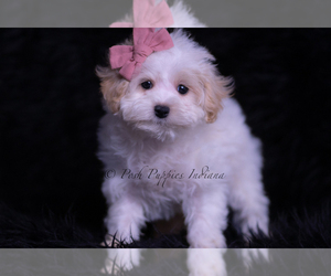 Medium Maltipoo (Toy)