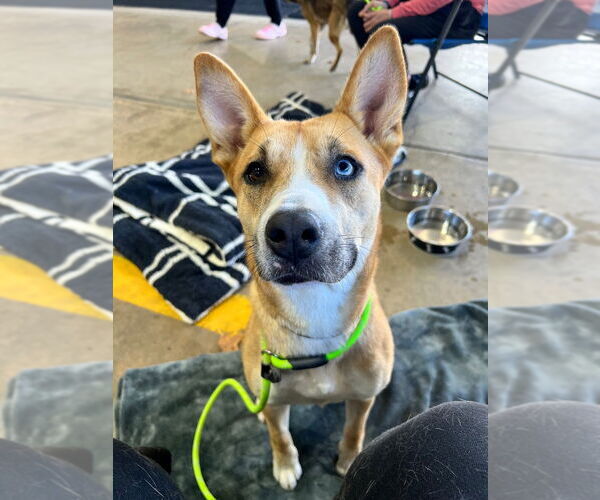 Medium Photo #7 Huskies -Unknown Mix Puppy For Sale in Pierceton , IN, USA