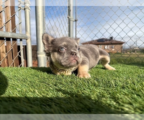 Medium Photo #12 French Bulldog Puppy For Sale in CHICAGO, IL, USA