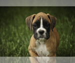 Small #2 Boxer