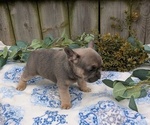 Small #4 French Bulldog