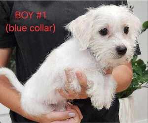 Maltese-Maltipoo Mix Litter for sale in CAMPOBELLO, SC, USA