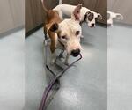 Small American Pit Bull Terrier-Labrador Retriever Mix
