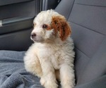 Small #9 Bernedoodle (Miniature)