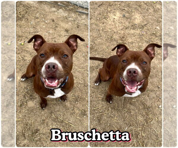 Medium Photo #2 American Staffordshire Terrier Puppy For Sale in Pierceton , IN, USA