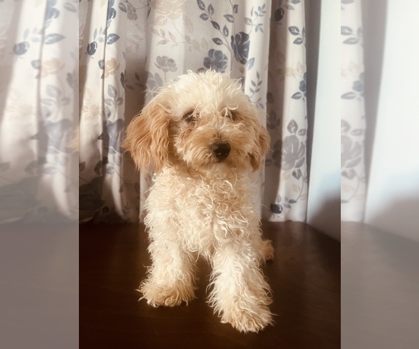 Medium Photo #15 Poodle (Miniature) Puppy For Sale in DURHAM, CT, USA