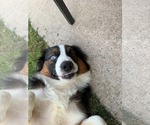 Small #6 Australian Shepherd Mix