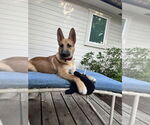 Small #3 German Shepherd Dog Mix
