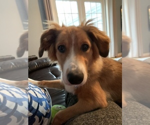 English Shepherd Puppy for sale in NORWALK, CT, USA