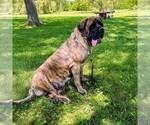 Small Photo #1 Mastiff Puppy For Sale in CATO, NY, USA