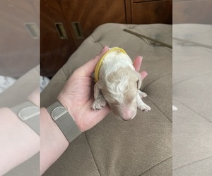 Medium F2 Aussiedoodle-Goldendoodle Mix