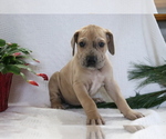 Small Photo #2 Great Dane Puppy For Sale in SHILOH, OH, USA