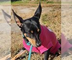Small Photo #2 Miniature Pinscher Puppy For Sale in Newfoundland, PA, USA
