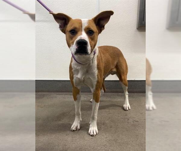 Medium Photo #1 American Bulldog-Unknown Mix Puppy For Sale in HESPERIA, CA, USA